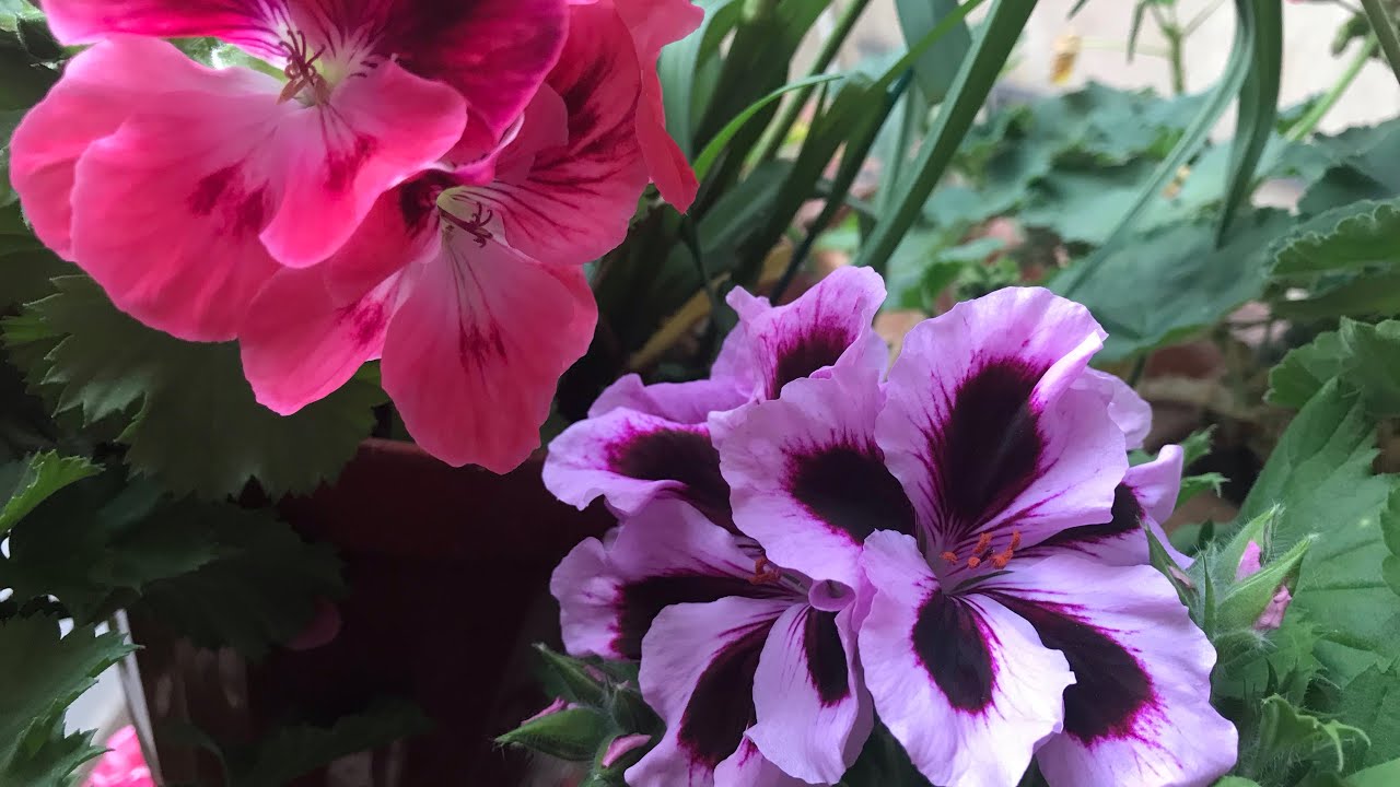 Ceylan gözü sardunya çoğaltılması ve bakımı sardunyanın en dayanıklı türü