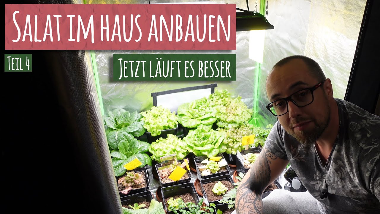 Salat im Haus anbauen Teil 4 🥗 Salat LED Pflanzenlampe Kunstlicht Indoor Salat Indoor Gem&uuml;se