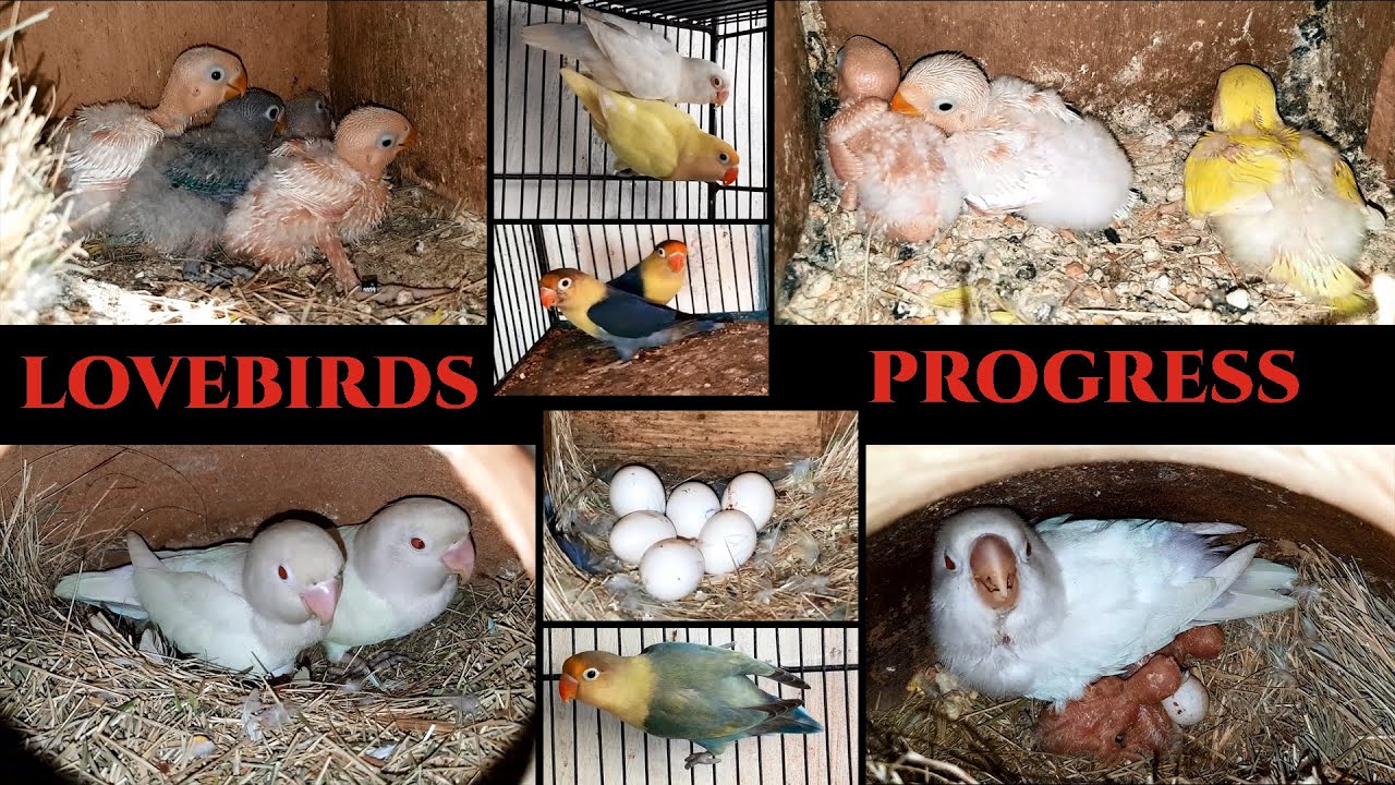 Lovebirds Breeding Progress of Nexus Pets