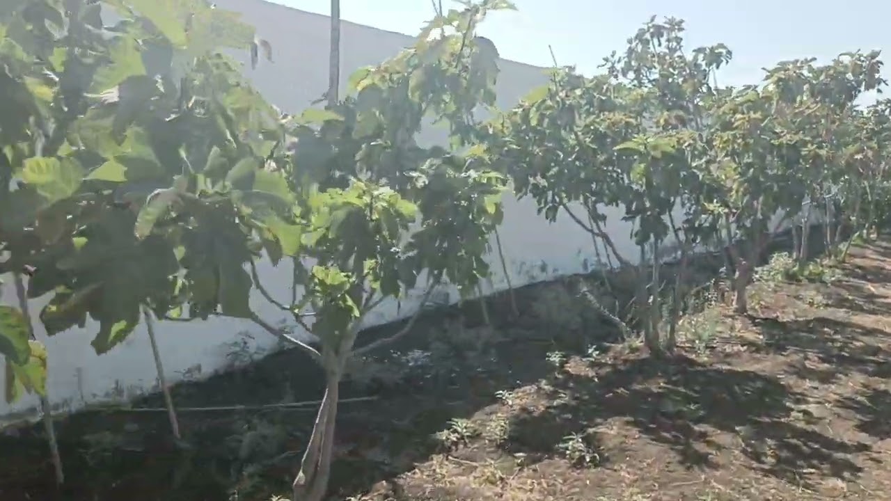 0661467850📳🏡🌿الارض هكتارين و580متر محفظة نواحي بن سليمان جماعة زيايدة