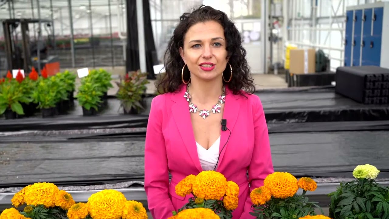 Syngenta Flowers - Marigold Inca II