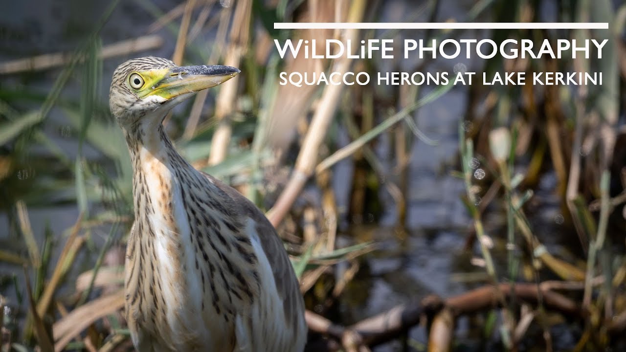 Squaccos and more Squaccos - Summer Bird Photography at Lake Kerkini