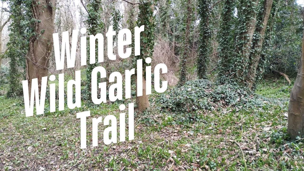 Forage for Late Winter Wild Garlic in Musselburgh East Lothian