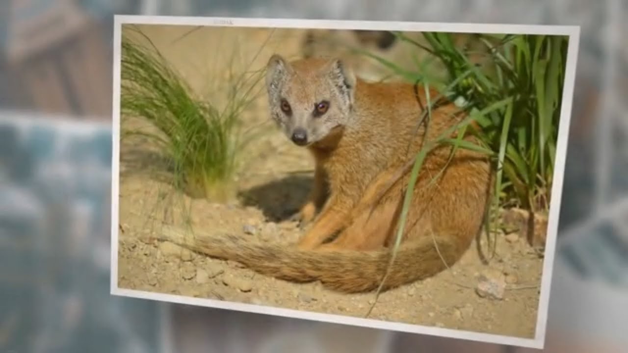 What Do Yellow Mongooses Eat?