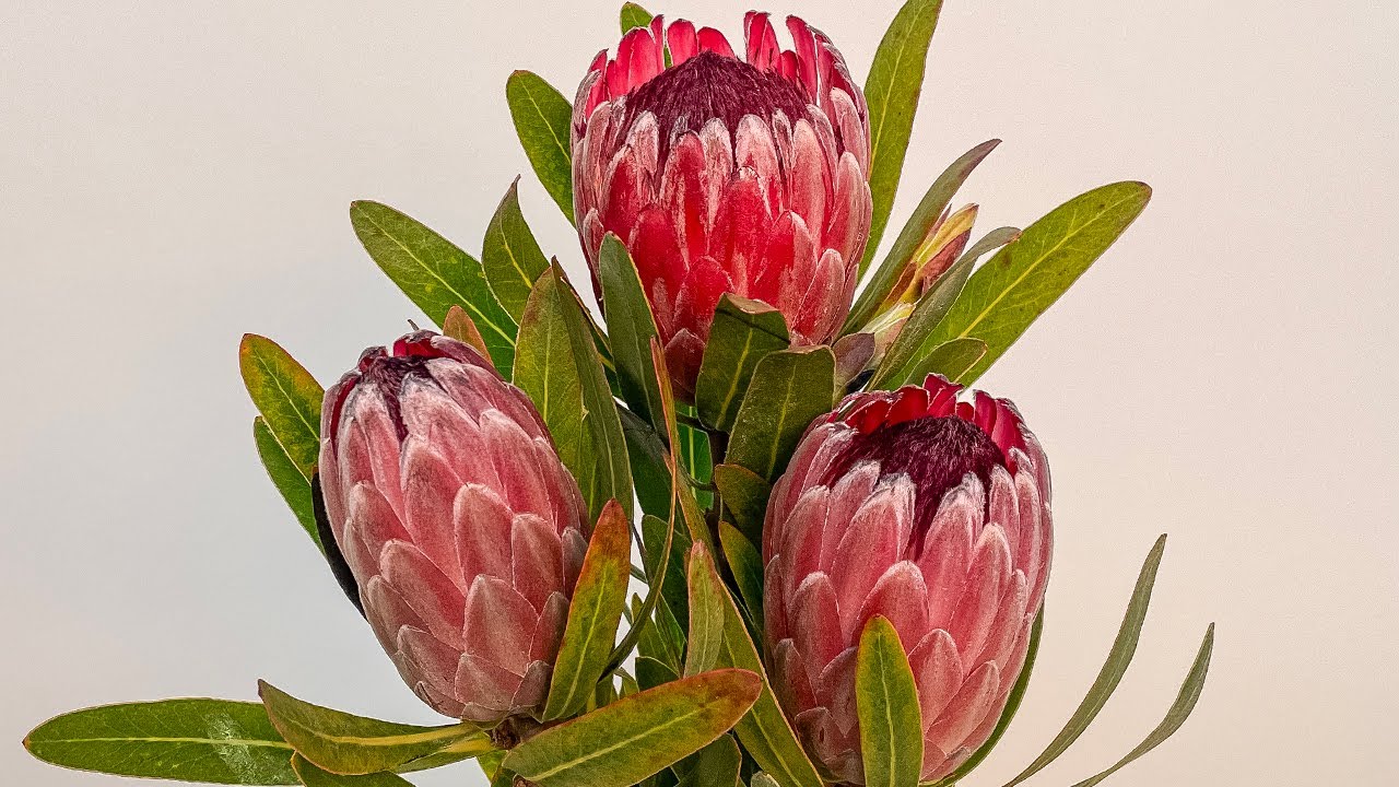 Protea Care