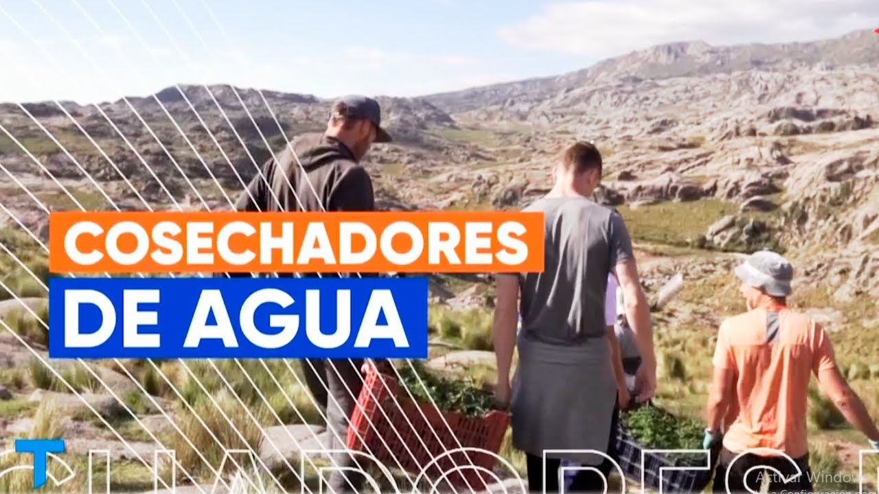 COSECHADORES DE AGUA: Plantan tabaquillos para poder combatir las sequías