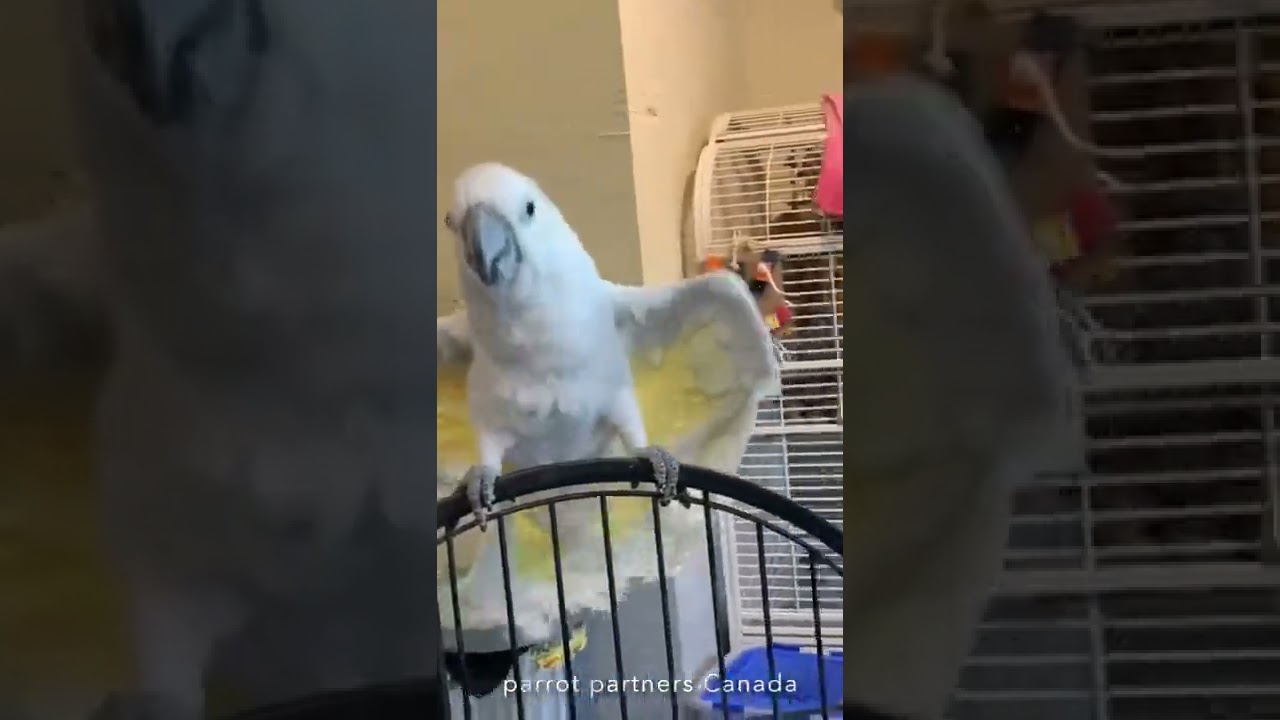 Parrot Dance Party!!!! #parrot #cockatoo #dancing #exoticbirds #shorts #funny