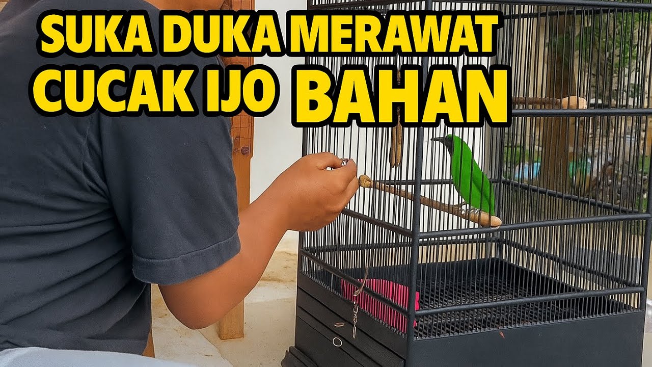 MUDAHNYA PERAWATAN CUCAK IJO BAHAN OMBYOKAN