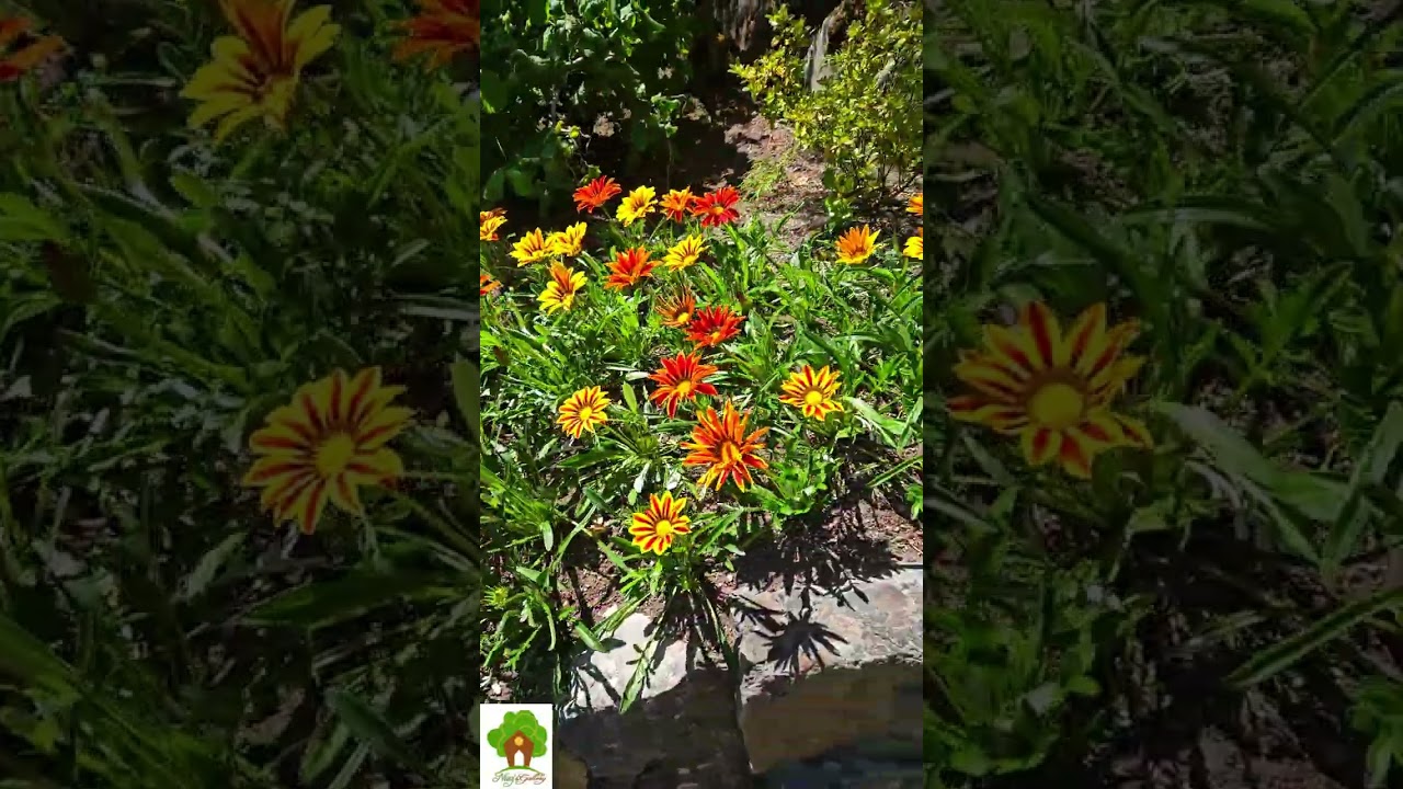 Flowers in Butchart Gardens#3,  Victoria City, BC, Canada