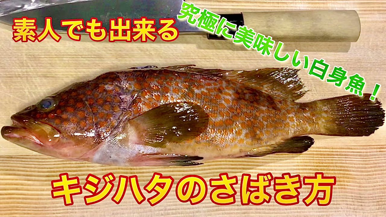 【閲覧注意、寄生虫】素人でも出来るキジハタ（アコウ）のさばき方【刺身　姿造り】