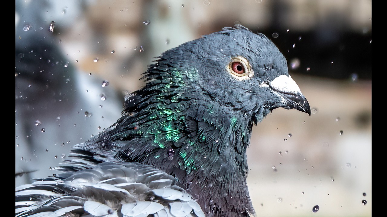 Top Strategies for Winning Racing Pigeons that you need to do now