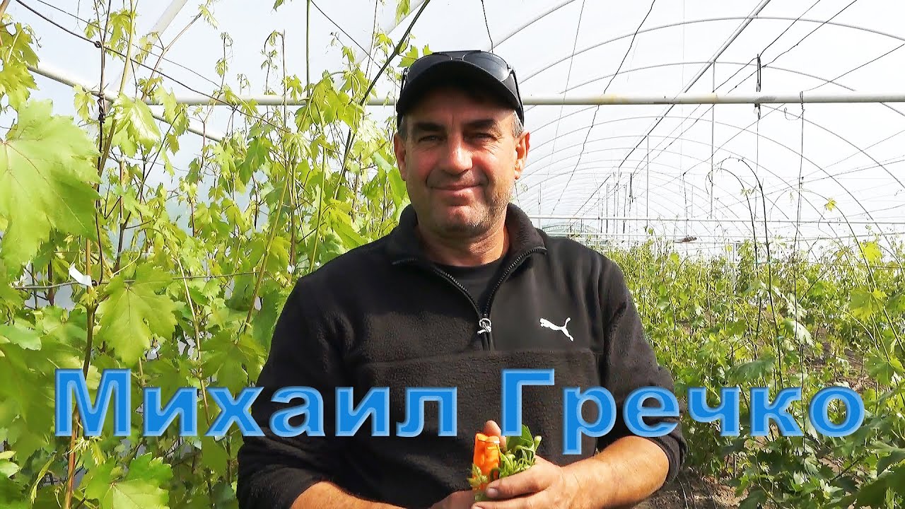 Весенние хлопоты в теплицах Михаил Гречко.