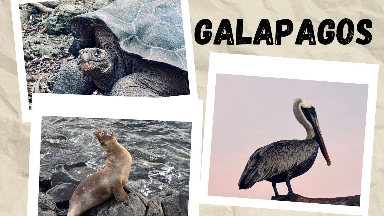 Galapagos Insel der Seelöwen - San Cristobal | VLOG 11 | Ecuador | Weltreise  | Deutsch