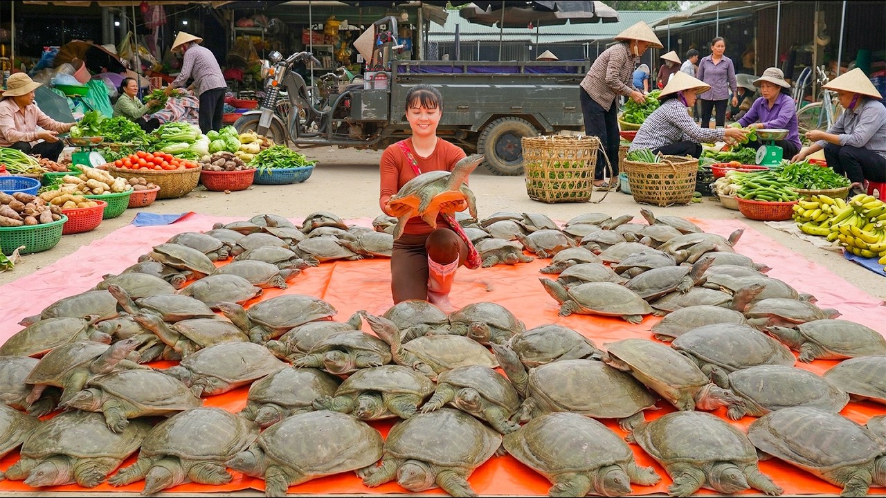 Buy Lots Of Turtle from Farmer, Use Truck Transport Many Turtle Go To Countryside Market Sell