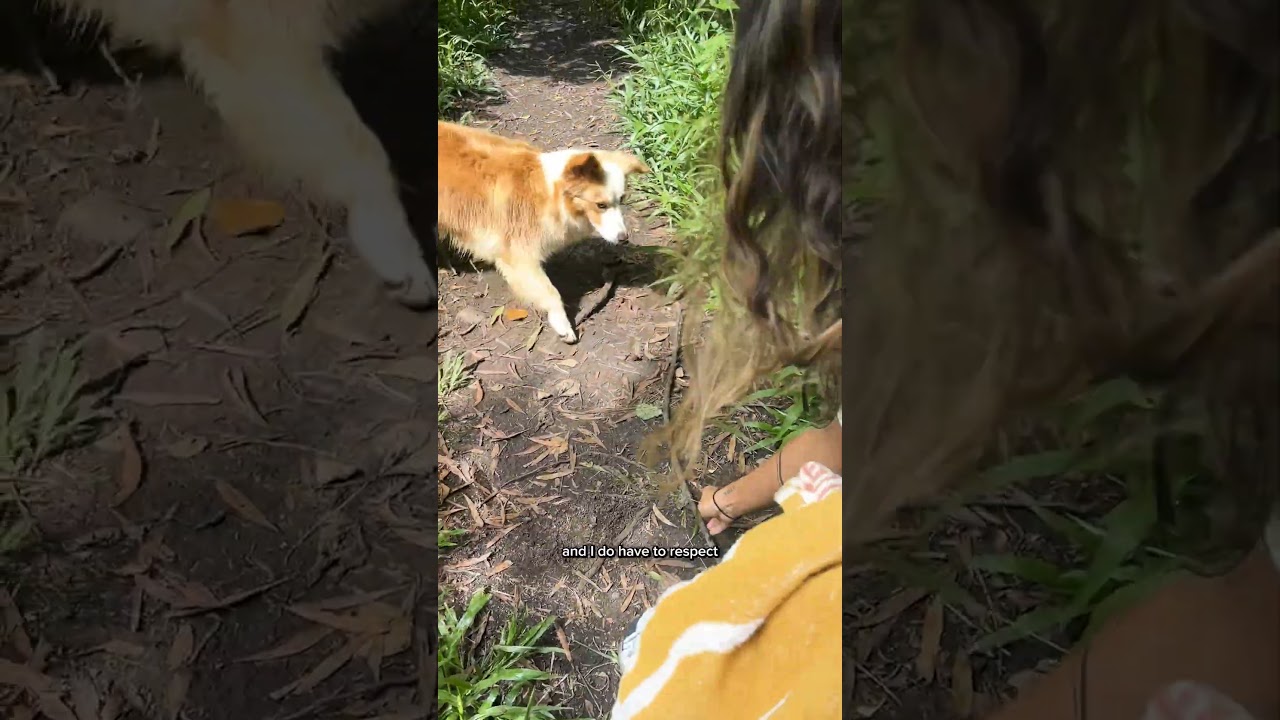 Бродячая собака привела нас к потаённому водопаду.