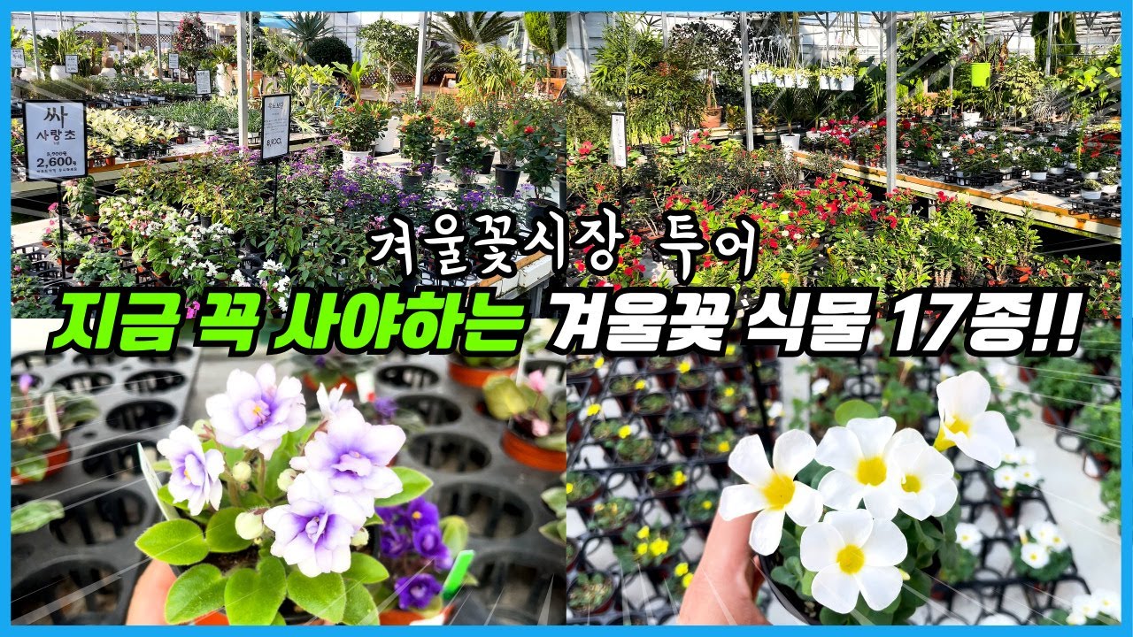 이집도 겨울꽃 라인업이 화려하네요!! 남사 겨울 꽃시장 식물 17종 리뷰!!