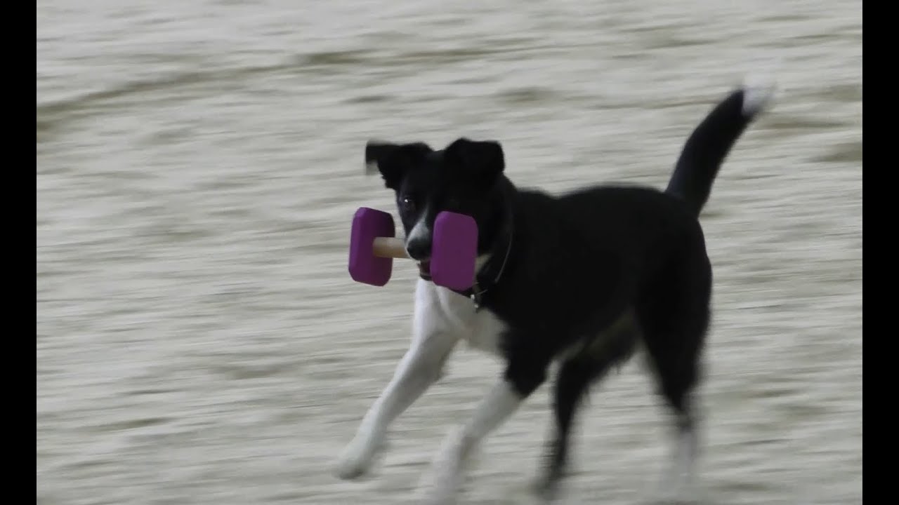 FCI Obedience World Championship 2016 ( Final )