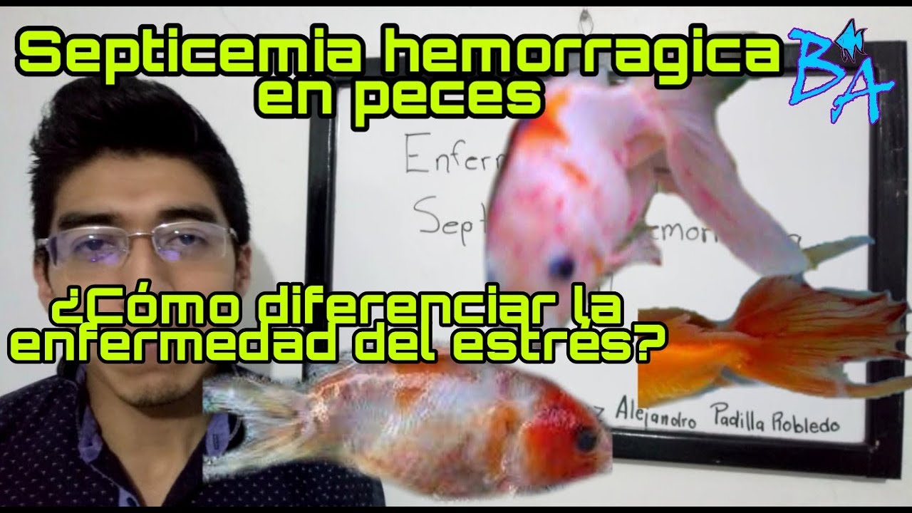 Enfermedad de la septicemia hemorragica en peces