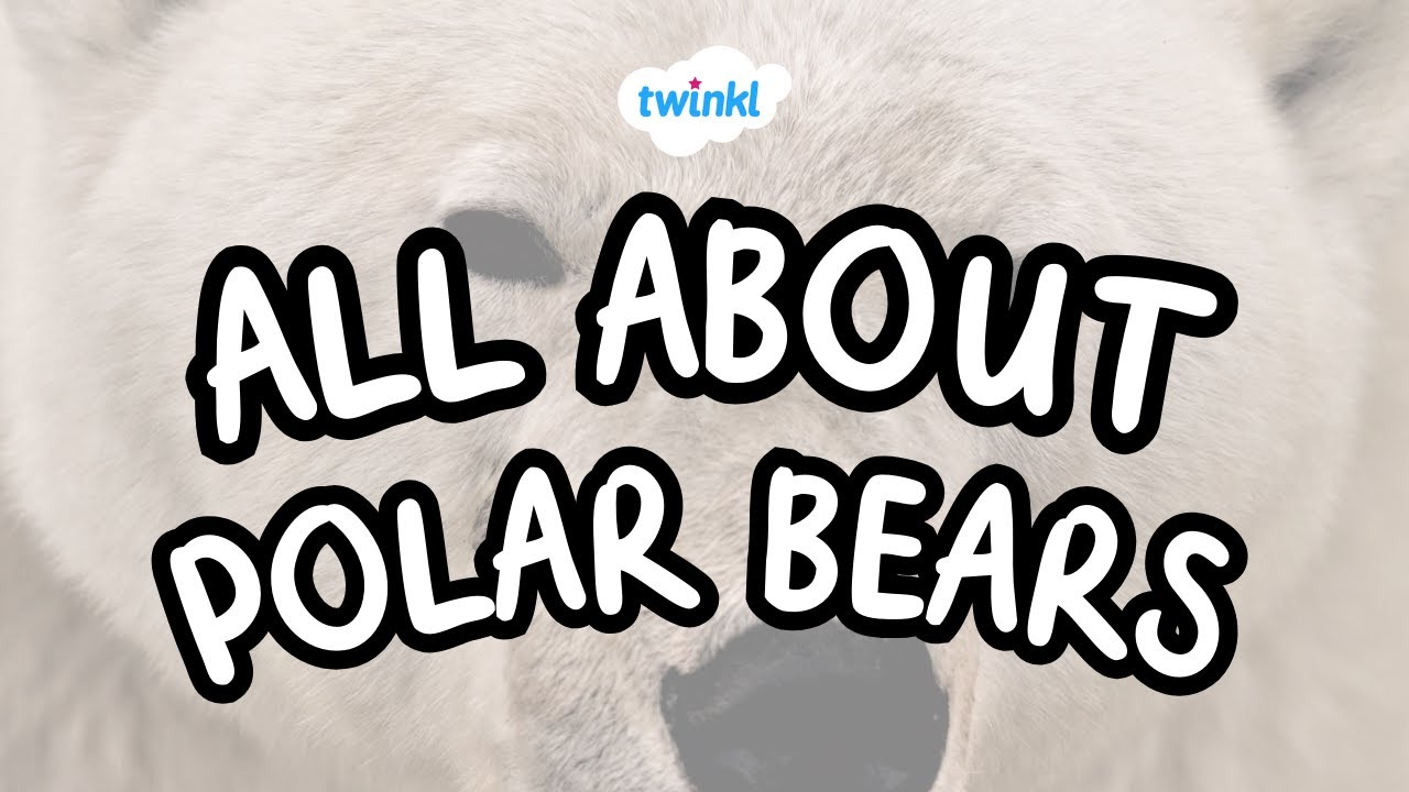 All About Polar Bears | Polar Bear Day | Fun Facts About Polar Bears | Twinkl USA