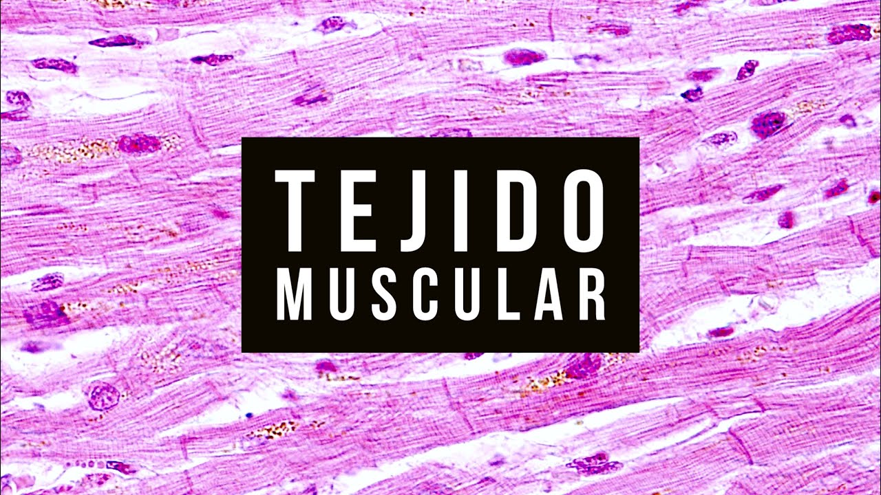 05 - 💪 Histología del TEJIDO MUSCULAR 🥩