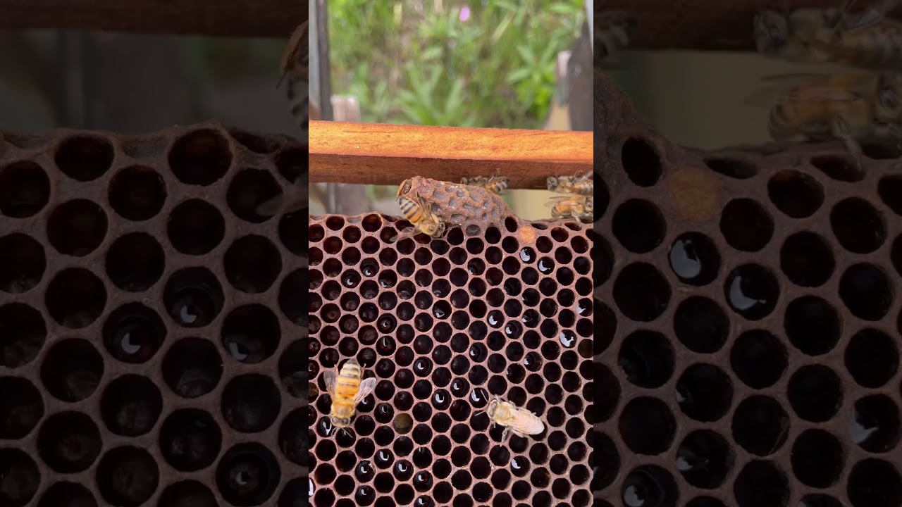 Nascita di una Regina👑 #apicoltura #apicultura #beekeeping #honey #miele #api #bee#be #honig#apiary
