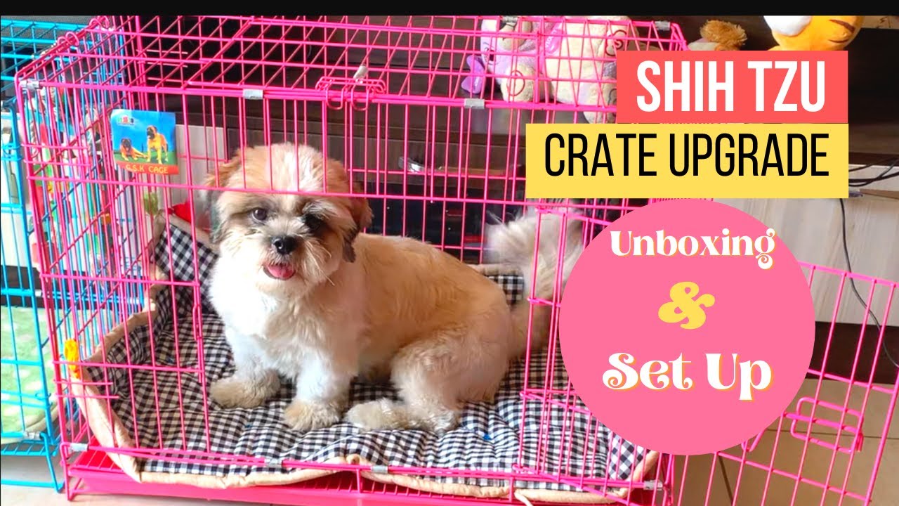 New Crate & Bed Unboxing | One Year Old Shih Tzu | Pinky and Bigger