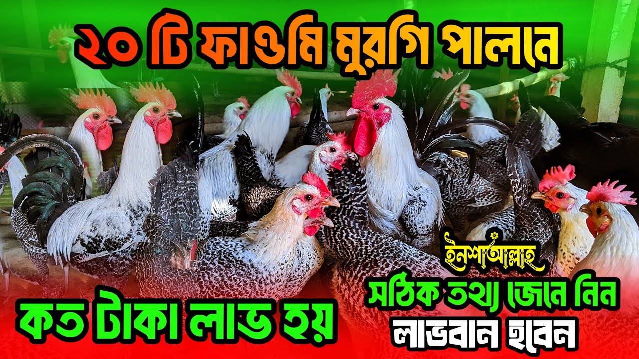 🐔২০ টি ফাওমি মুরগি পালনে কত টাকা লাভ হয় | সঠিক তথ্য জেনে নিন ইনশাআল্লাহ লাভবান হবেন