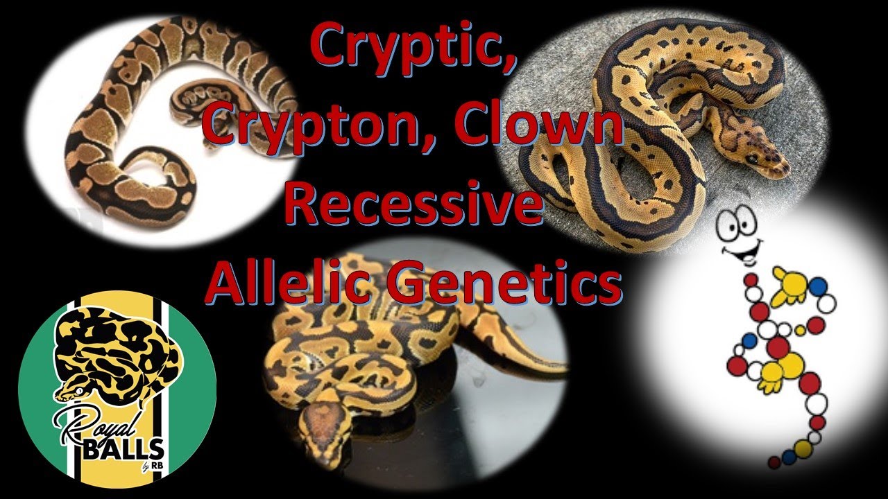 Ball Python Breeding; Cryptic Crypton Clown