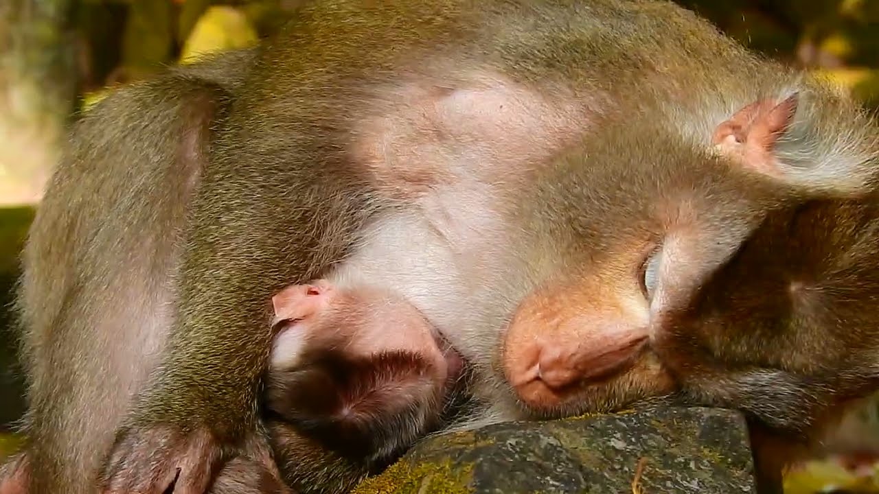 New baby monkey Levy feeding milk plenty