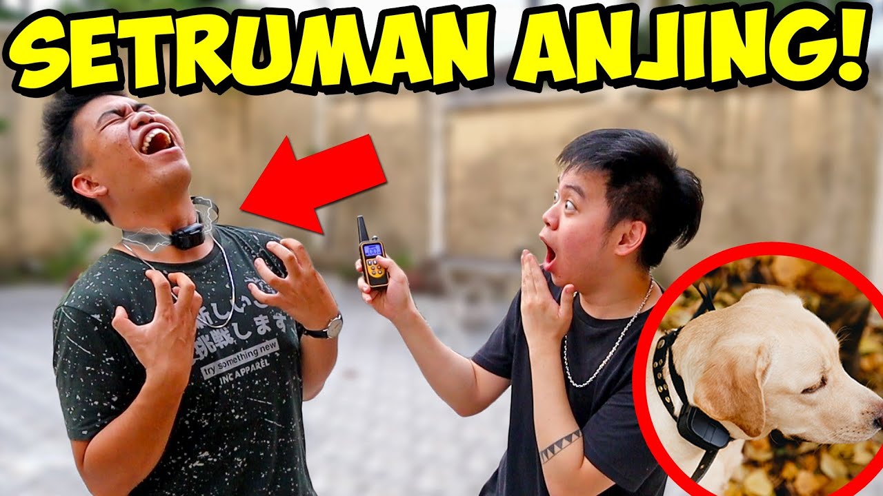 MERASAKAN SAKITNYA SETRUMAN ANJING! *jangan ditiru*