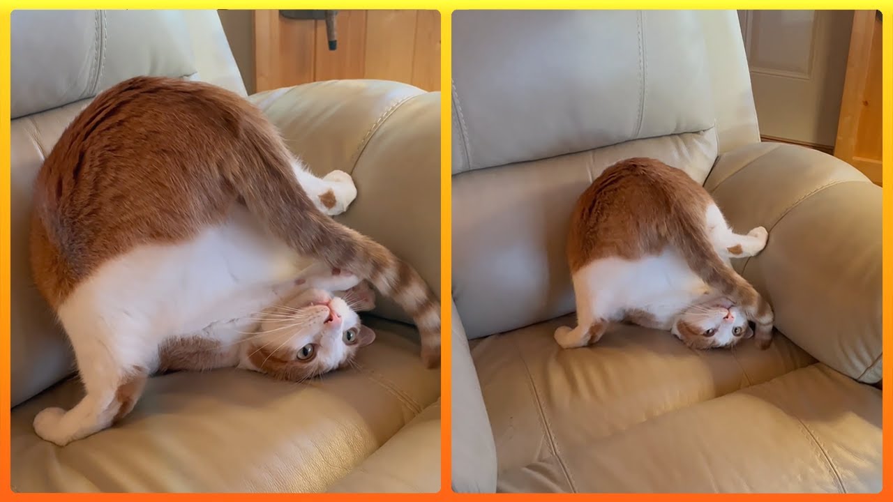 Why Is This Cat Sitting Like THAT!?