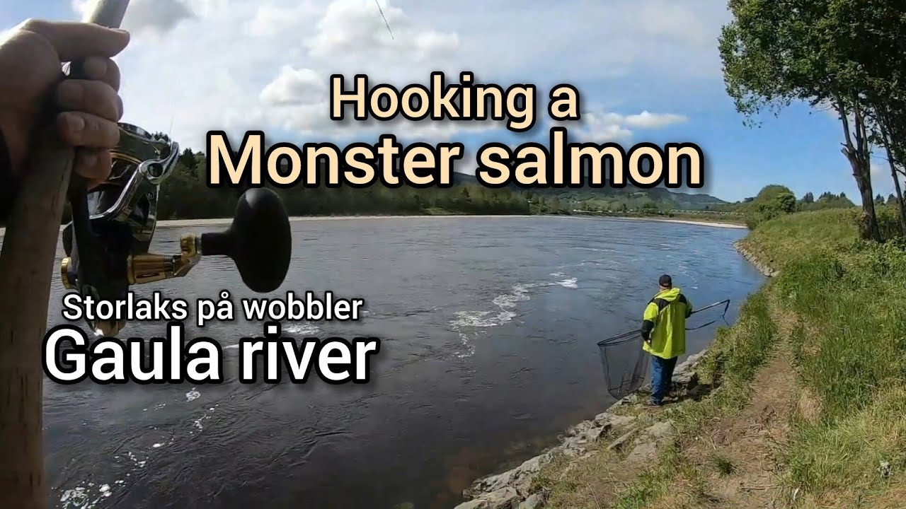 Kjøring av Storlaks på wobbler. Hooking a monster salmon.