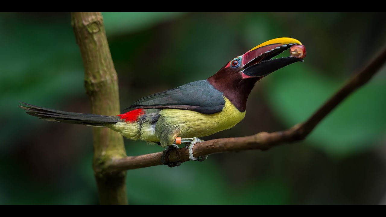 BIRDS OF SURINAME | Fredberg | Discover Wild Suriname