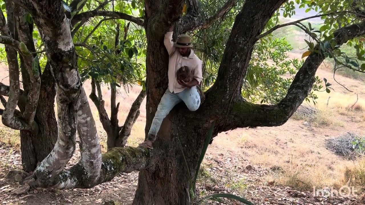 HOJE EU E DAIANE DONA LEU NOS FUI BUSCAR UMA JACA 