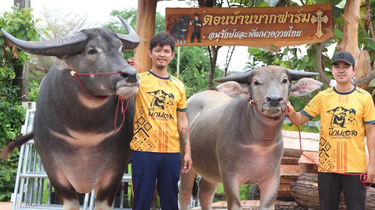 ที่นี่…ดอนบ้านบากฟาร์ม ควายงาม💢อัทเดตจ้าวบิ๊กบอสพร้อมทายาท🔥เด็ดจริงๆ ห้ามพลาด!!