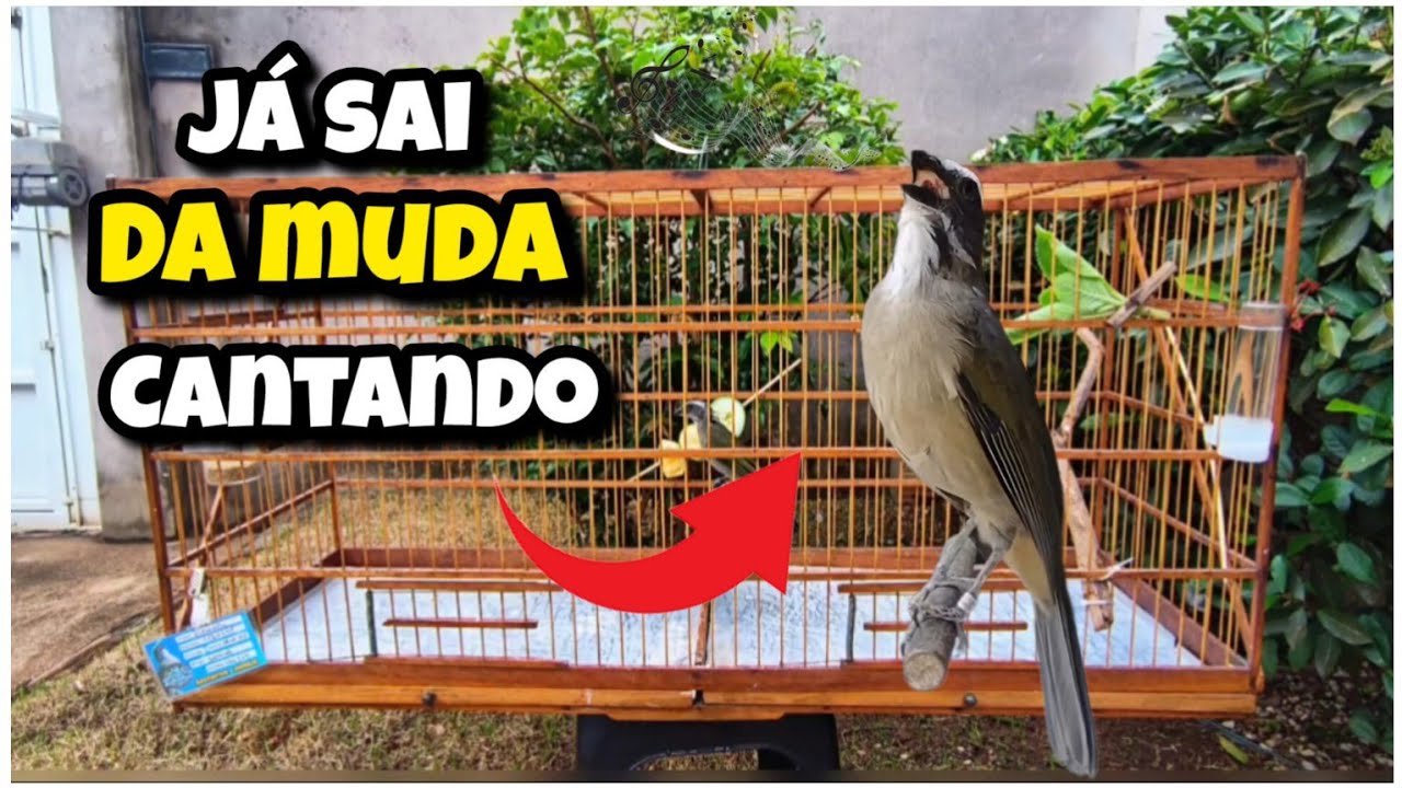 ALIMENTAÇÃO QUE VAI FAZER SEU TRINCA-FERRO SAIR DÁ MUDA DE PENAS MUITO MAIS RÁPIDO E CANTANDO 