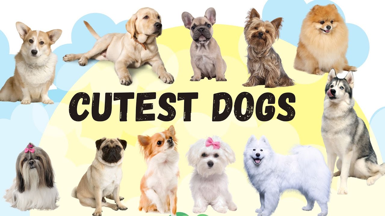 Learn names Cutest Dog Breeds in English