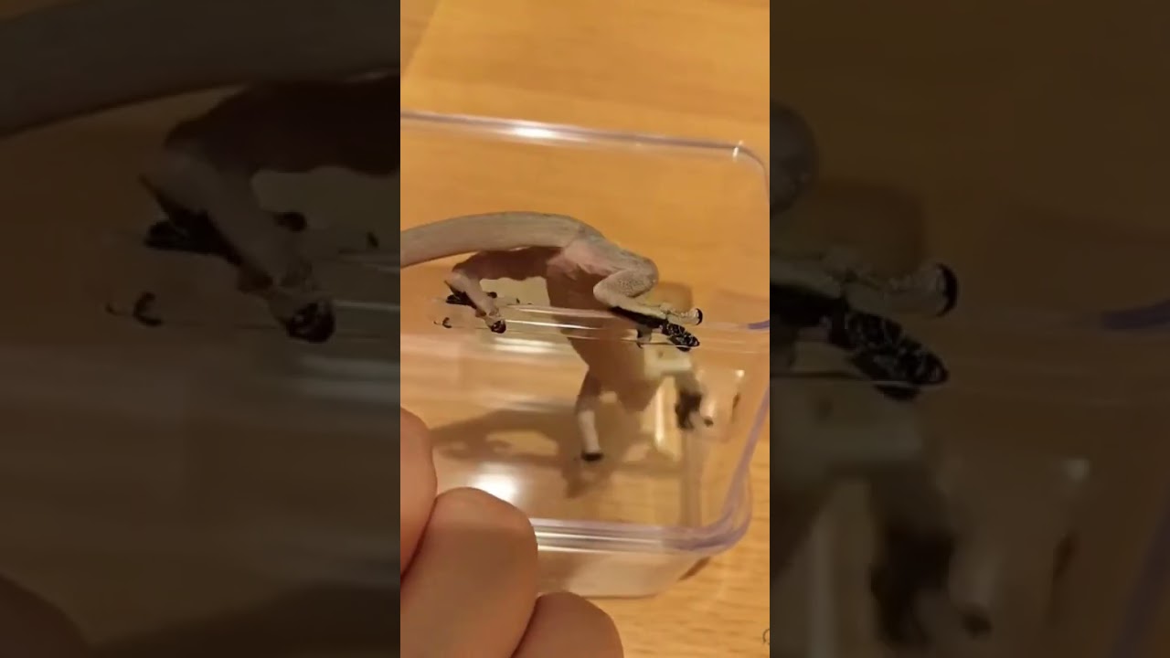 #gecko #nature #animals #wildlife #lizard