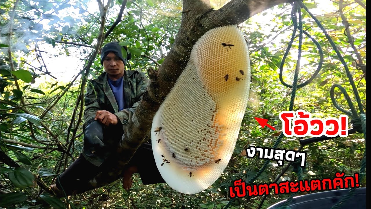 โอ้วว! งดงามปานผุสาวขึ้นใหม่ ชั่งเป็นตาสะเเตกยิ่งนัก #ผึ้งหัวน้ำใหญ่ 