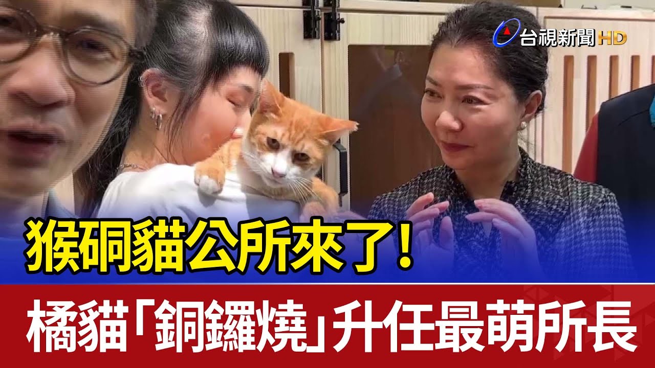 猴硐貓公所來了！ 橘貓「銅鑼燒」升任最萌所長