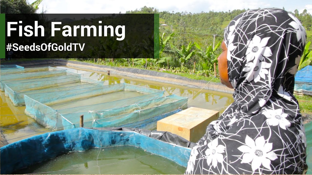 Fish Farming - Seeds Of Gold TV Season 1 Episode 6