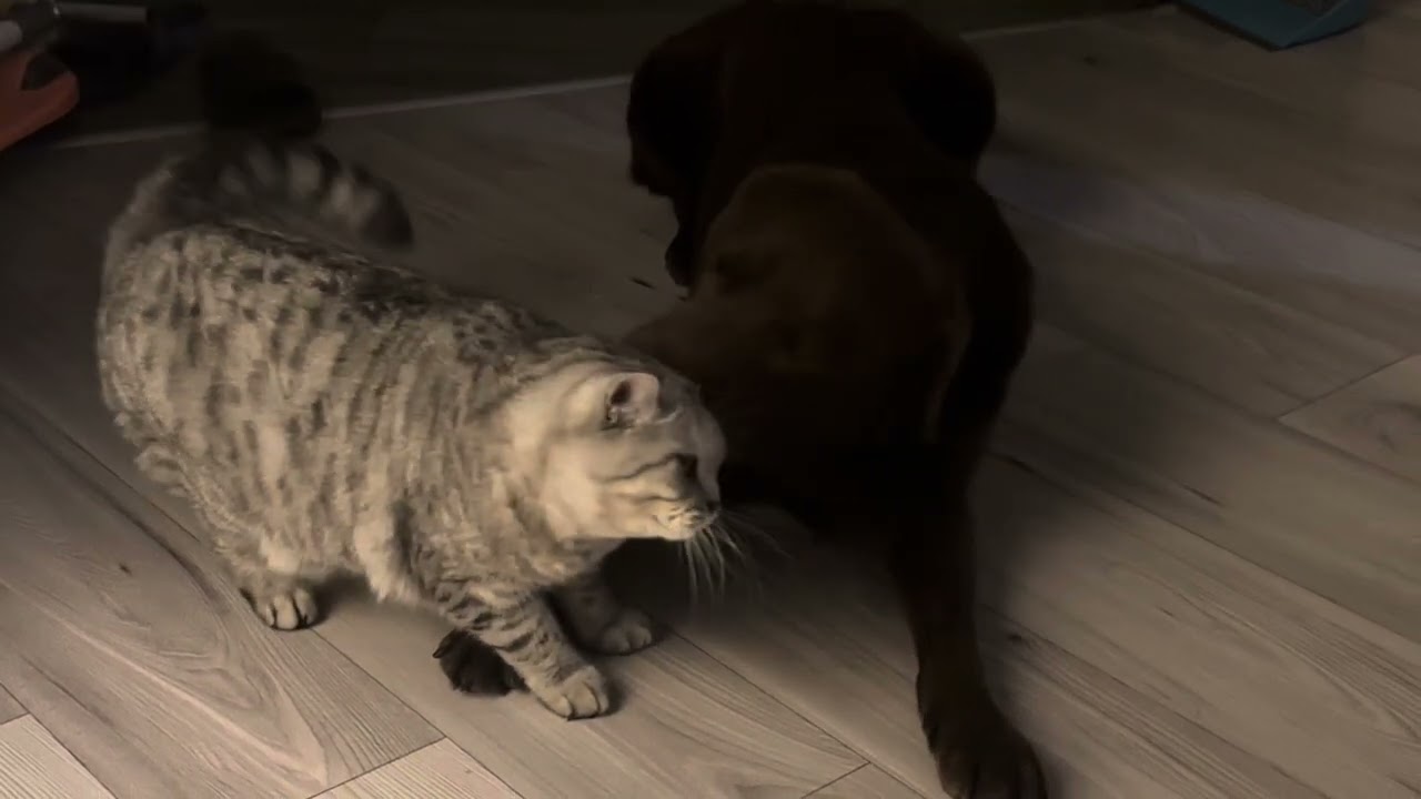 When Tricky Cat Wants Attention From Dog