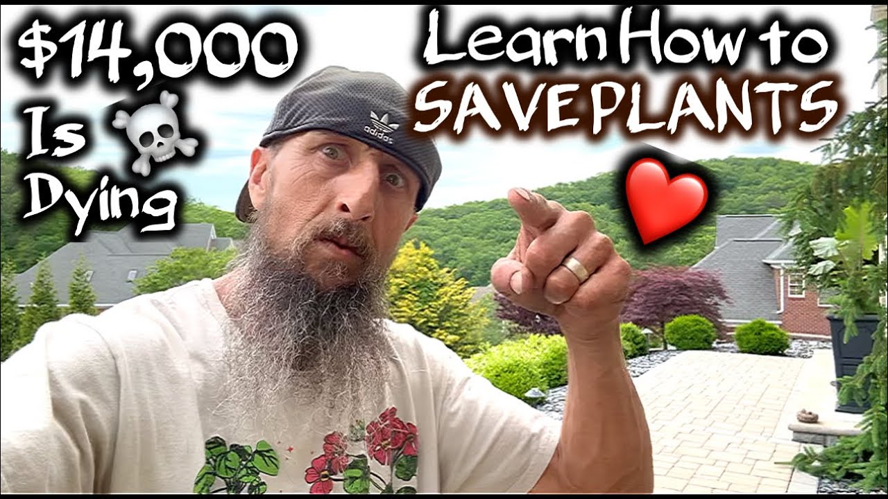 Landscaping is NOT an EASY PROFESSION // HOW TO SAVE DYING PLANTS & TREES
