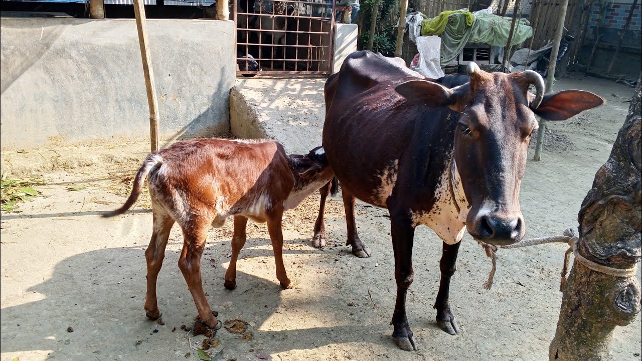 Cute🐄 baby🐄 cow🐄 with🐄 her mother🥰🐄