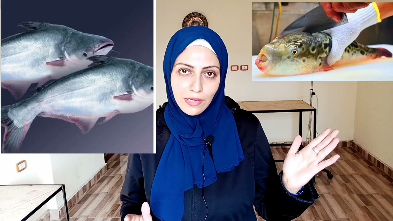 سمكة سامة بالأسواق 😳!!! شوف ازاى تتعرف علي سمكة الارنب السامة حتى لو متقطعة شرائح زى سمكة الباسا👌🏻