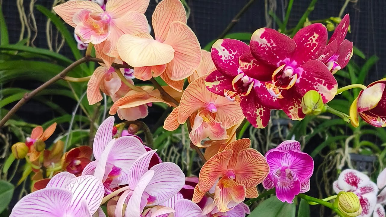 promo angbul taiwan harga super murah jangan sampai terlewat kan admin 0896 0822 6744