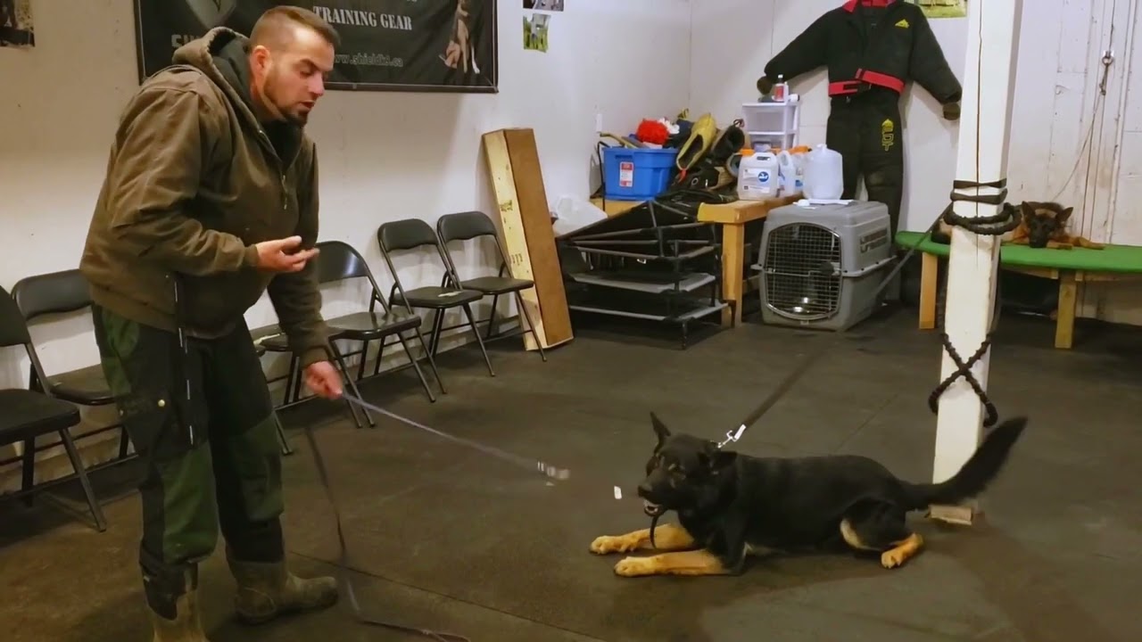 THIS DOG HAS INSANE BALL DRIVE!!! | Shield K9 Clips