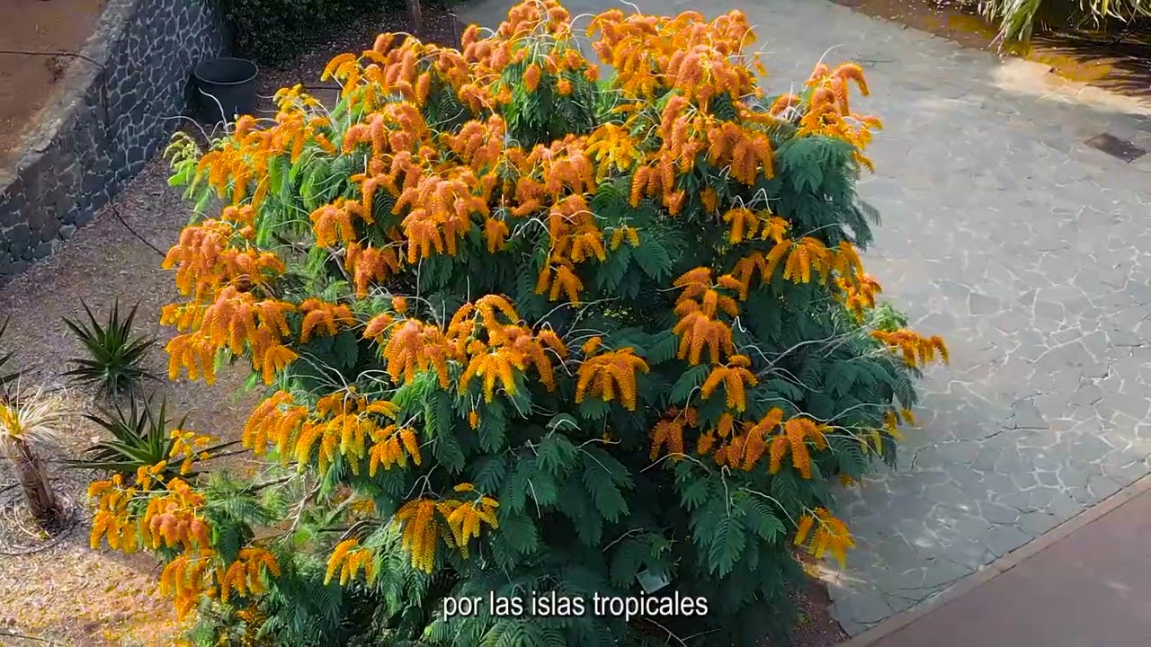 Vídeo promocional, Palmetum de Santa Cruz de Tenerife