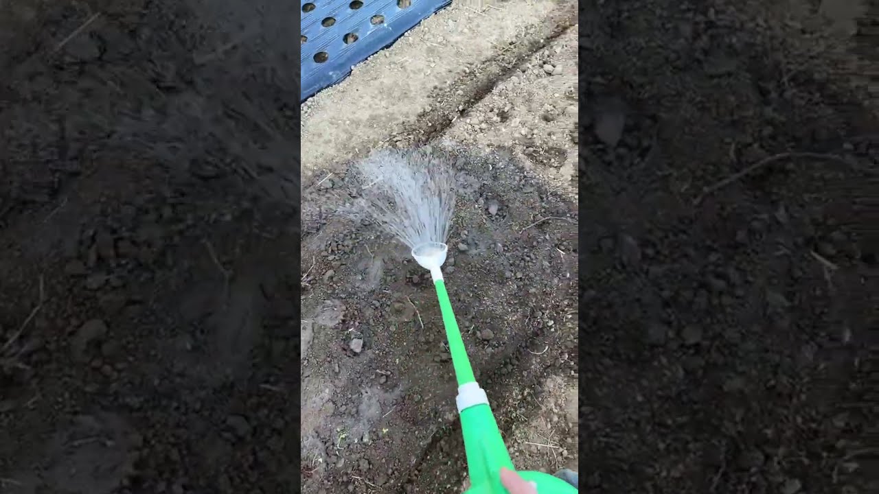 ジャンボニンニクにただただ水をあげるだけのライブ！