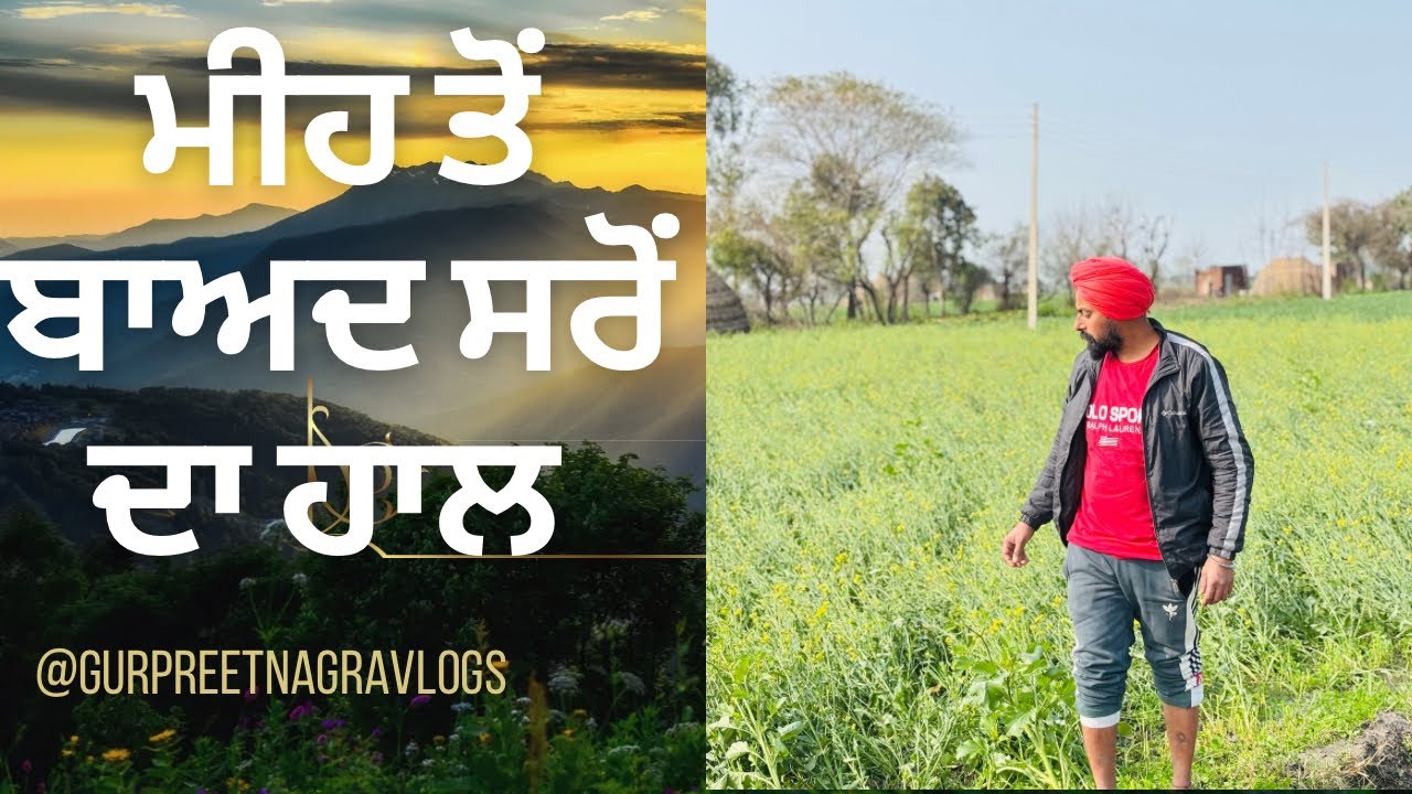 Rain in Fields 🌾 ਸਰੋਂ ਦਾ ਹਾਲ ਦੇਖੋ | Mustard Crop